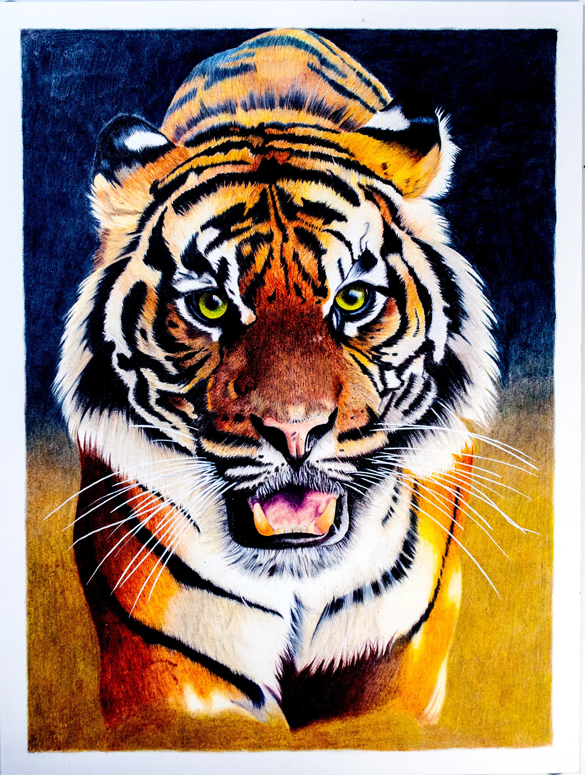Tiger Wildlife Art Using Derwent Lightfast and Caran d'Ache